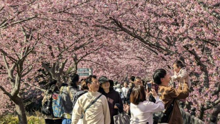 靜岡縣盛開的河津櫻吸引了大量游客。（圖片來源：《朝日新聞》）